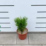 Tuja západná (Thuja occidentalis) ´TINY TIM´ - výška 20-30 cm, kont. C3L